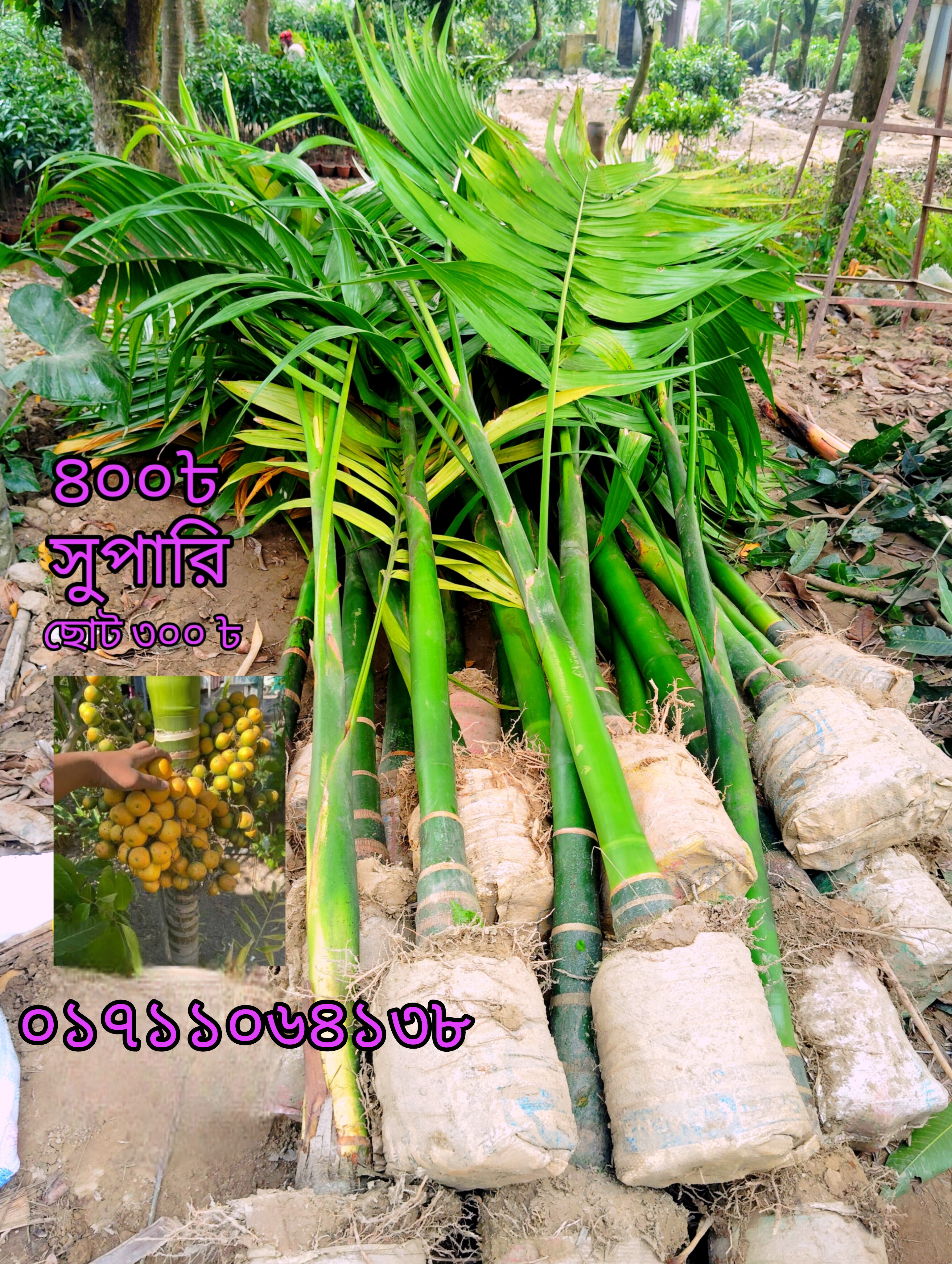 বাংলাদেশি হাইব্রিড সুপারি চারা – মাত্র