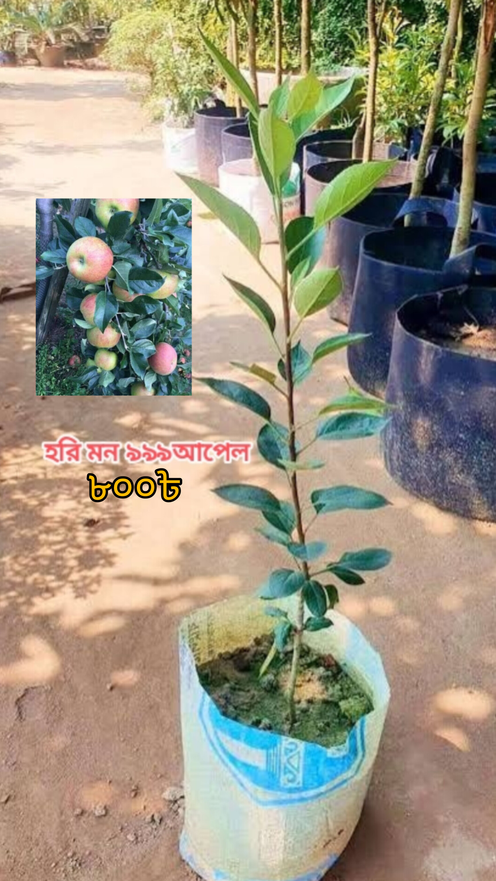 হরি মন ৯৯ আপেল চারা – মাত্র