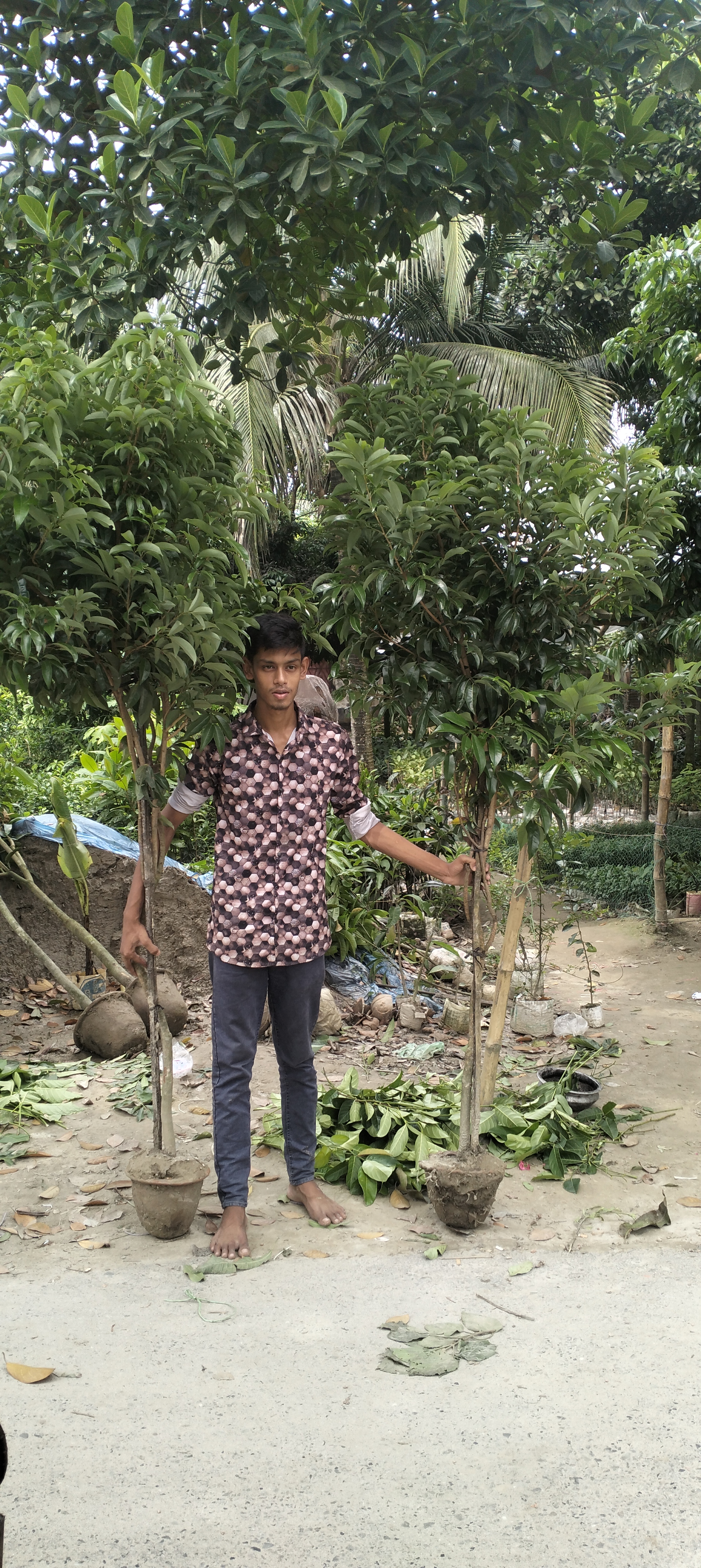 লেচু চায়না ৩