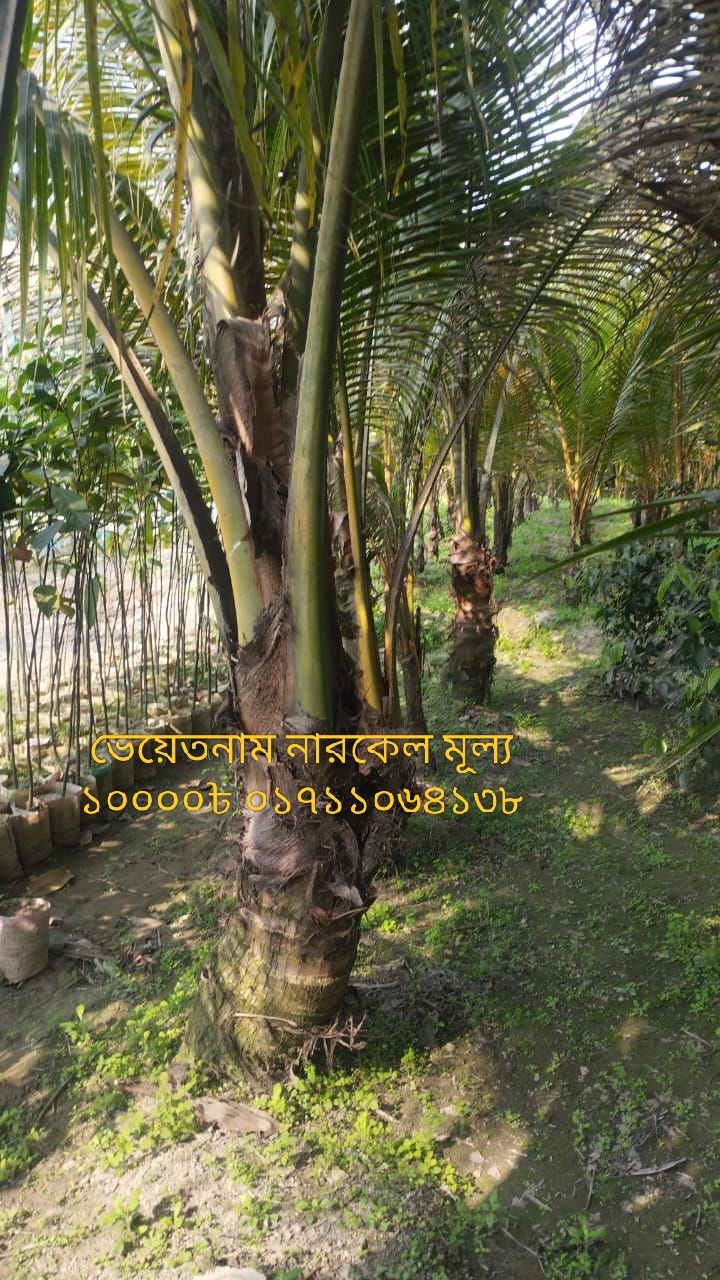 ভেয়েতনাম নারকেল বড়ো চারা 