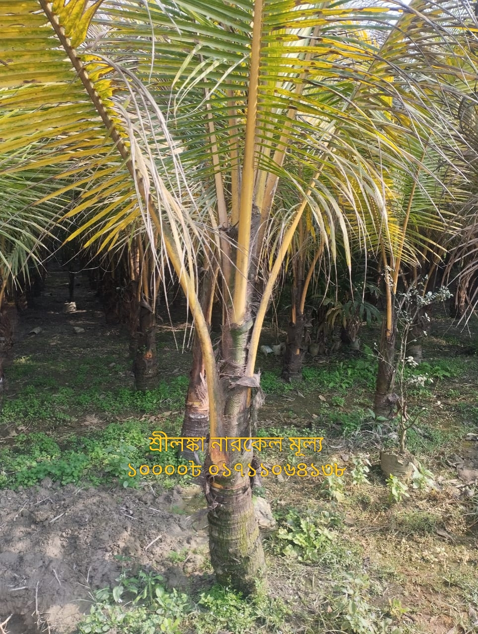 কেরোলা নারকেল 