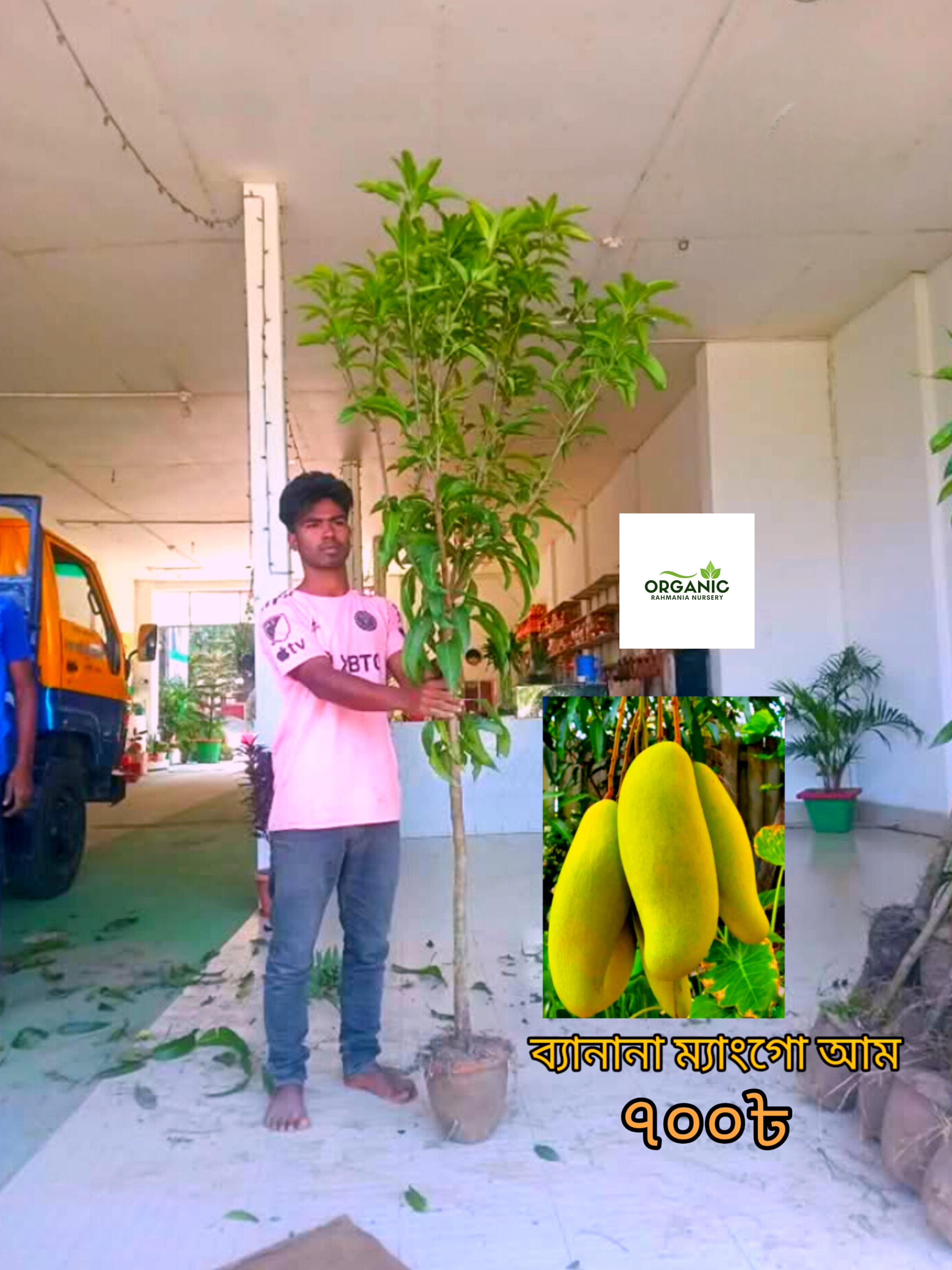  ব্যানানা ম্যাংগো আম