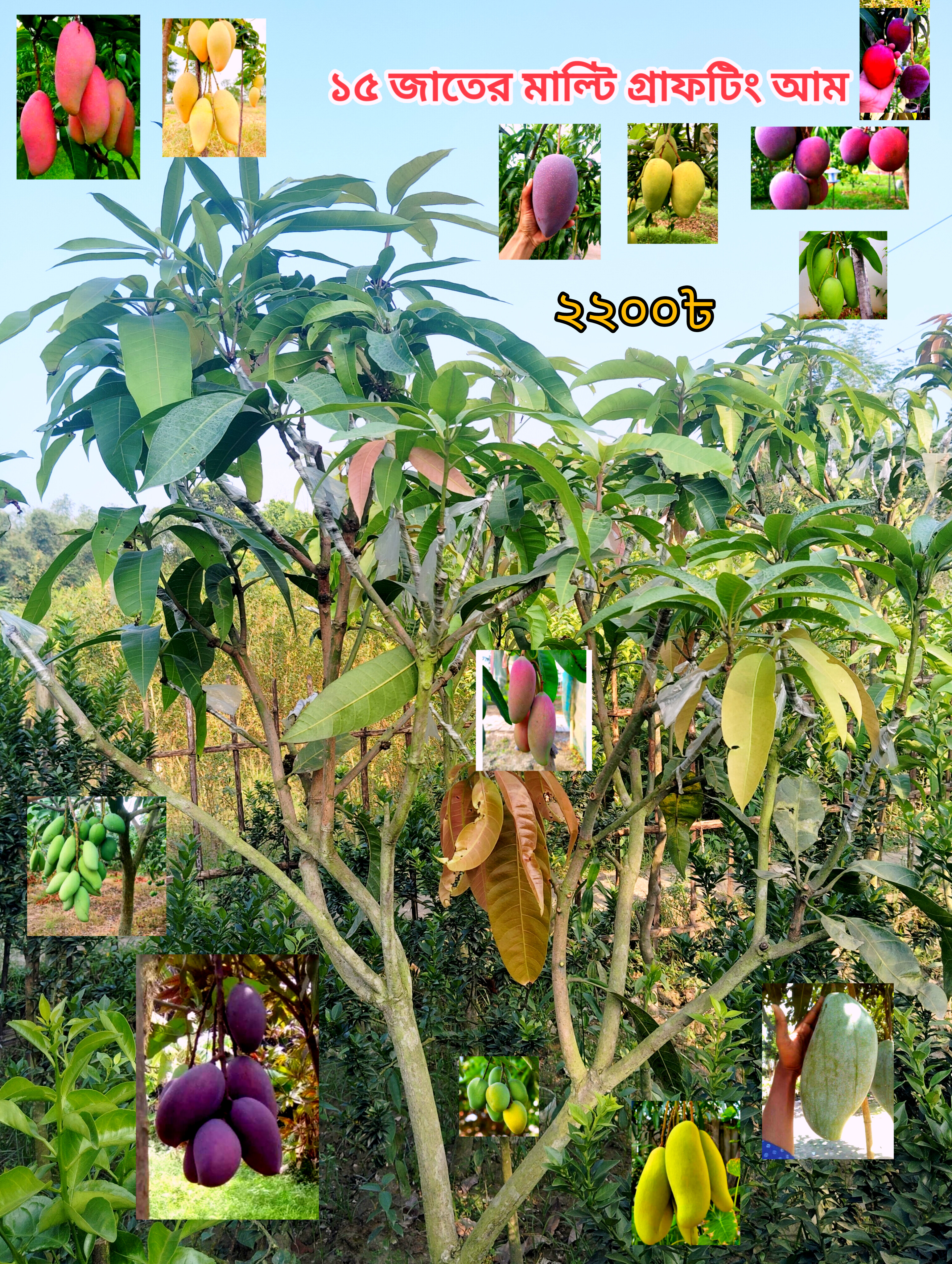 মাল্টি আম গাছ