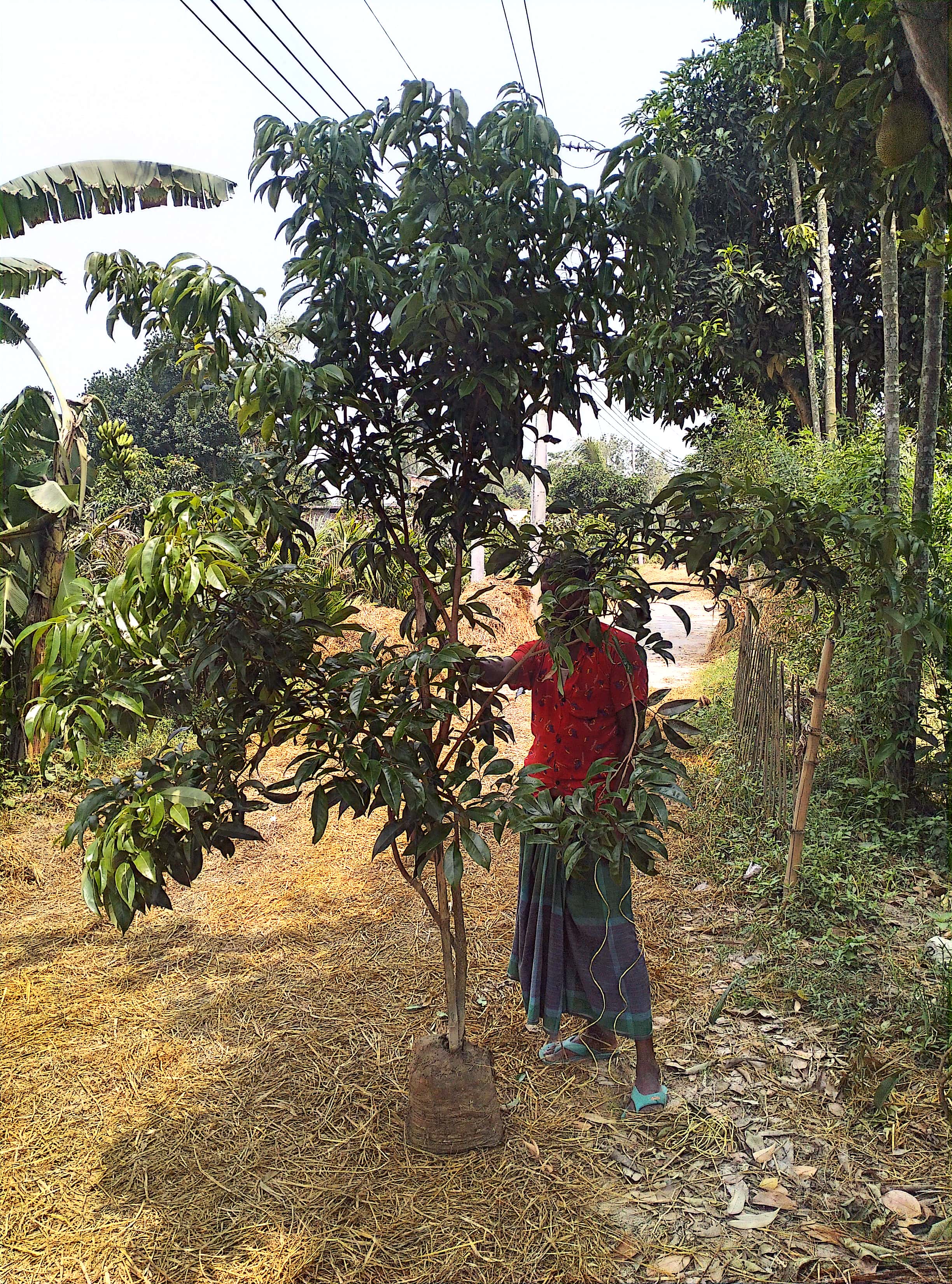 হাকিপ লেচু