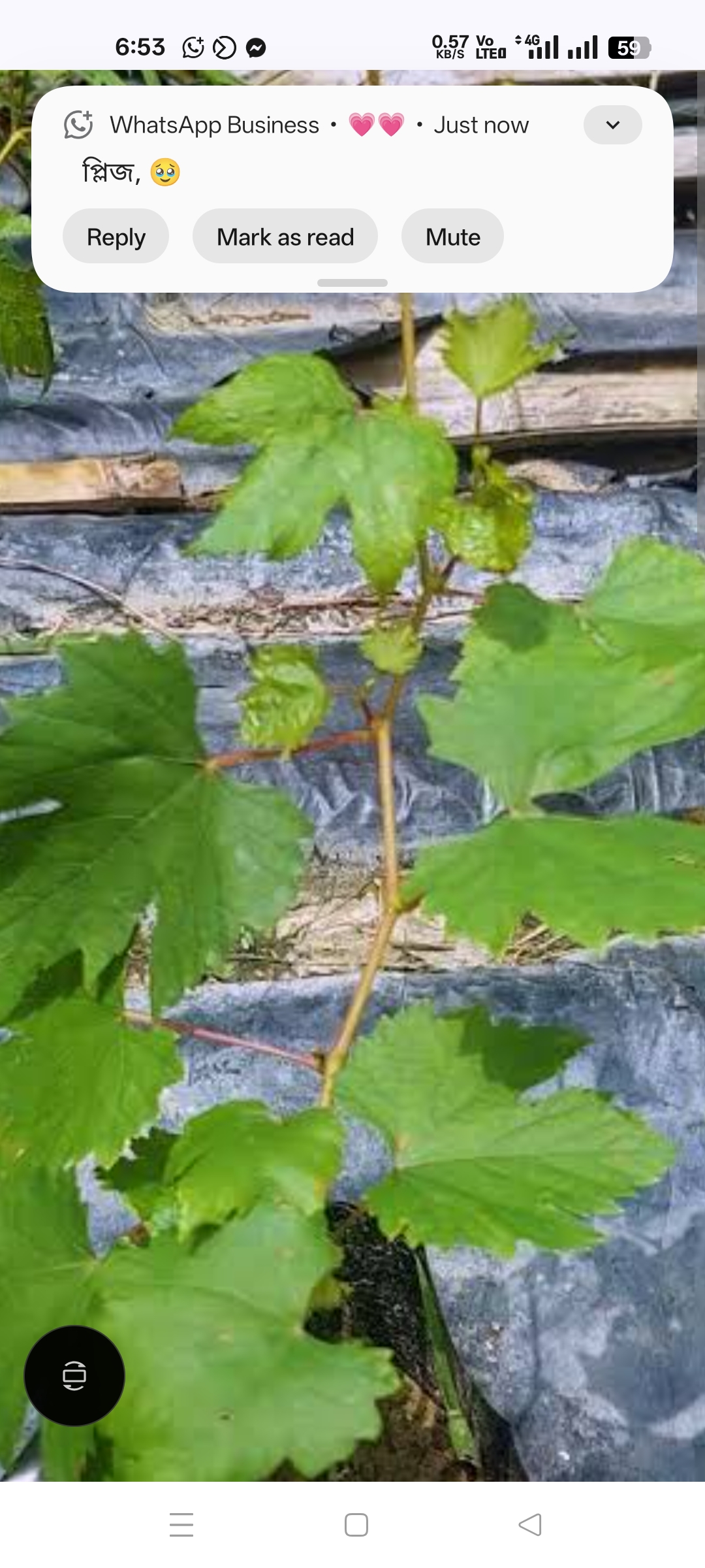 বাইকুনুর আংগুর 