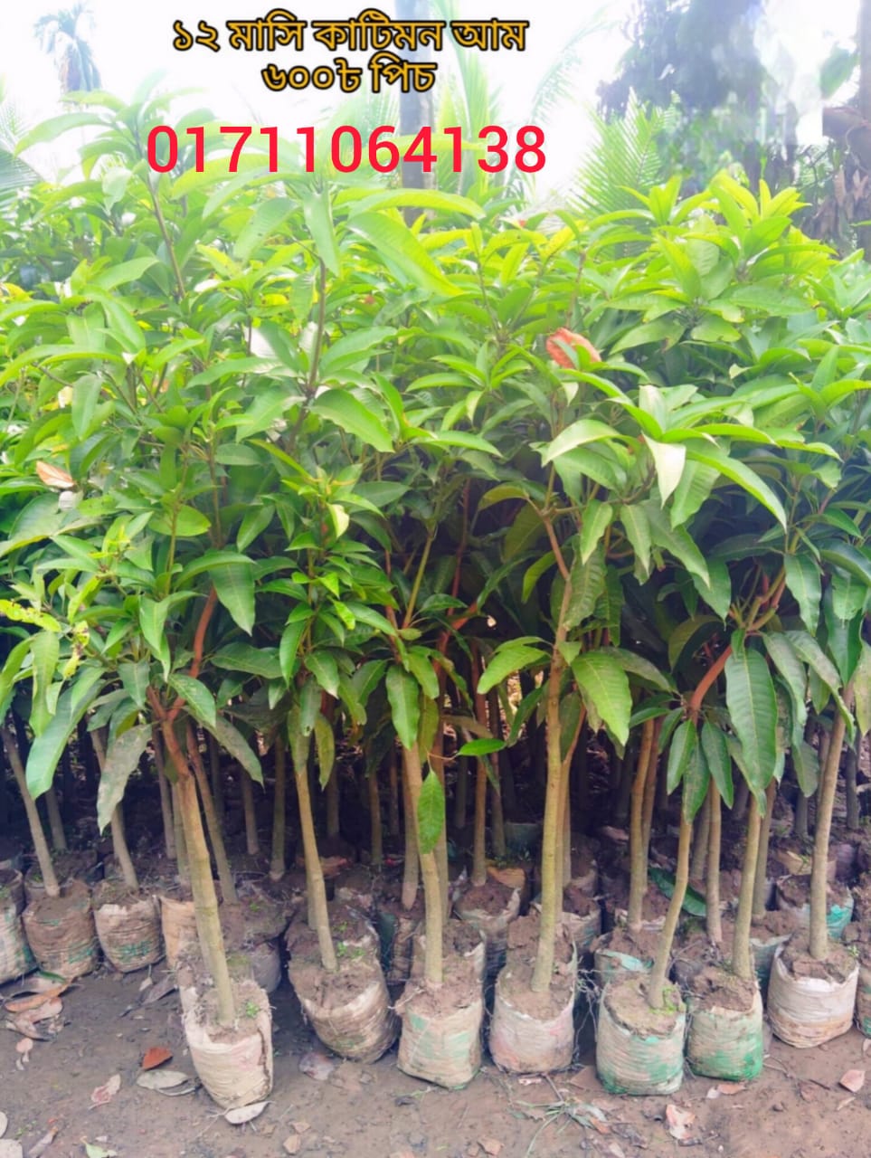 কাতিমন আম