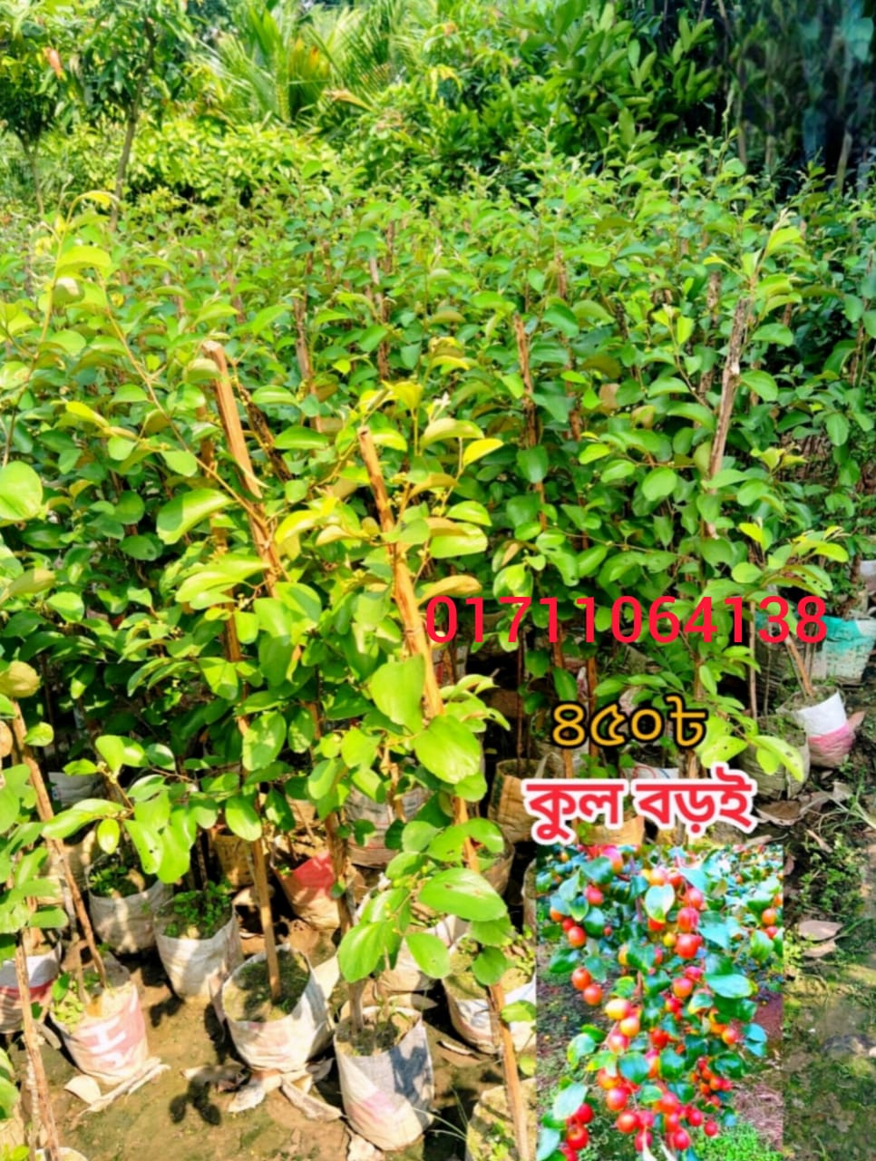 কুল/ বড়ই