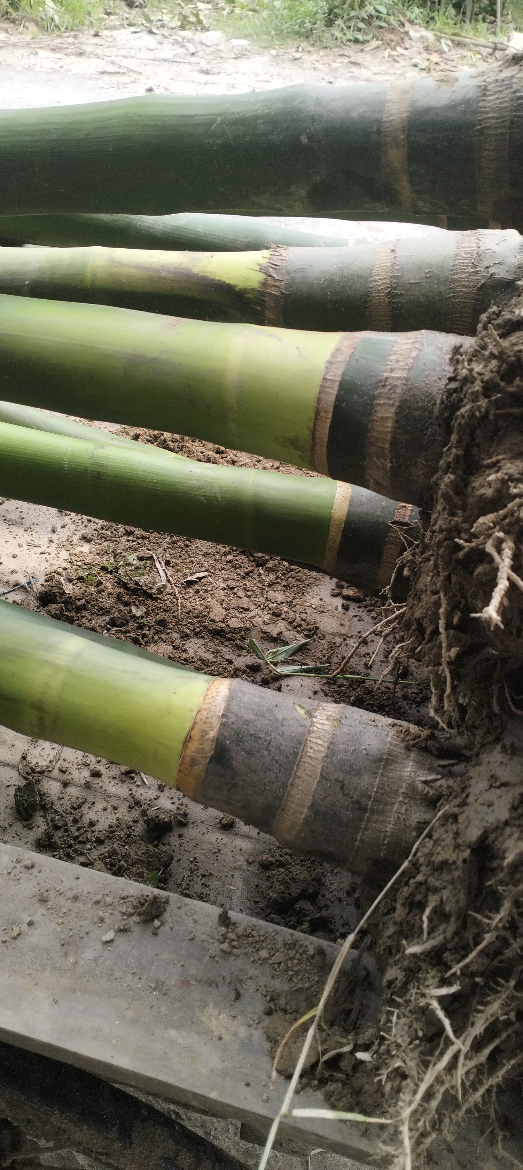 পাংগা সুপারি 