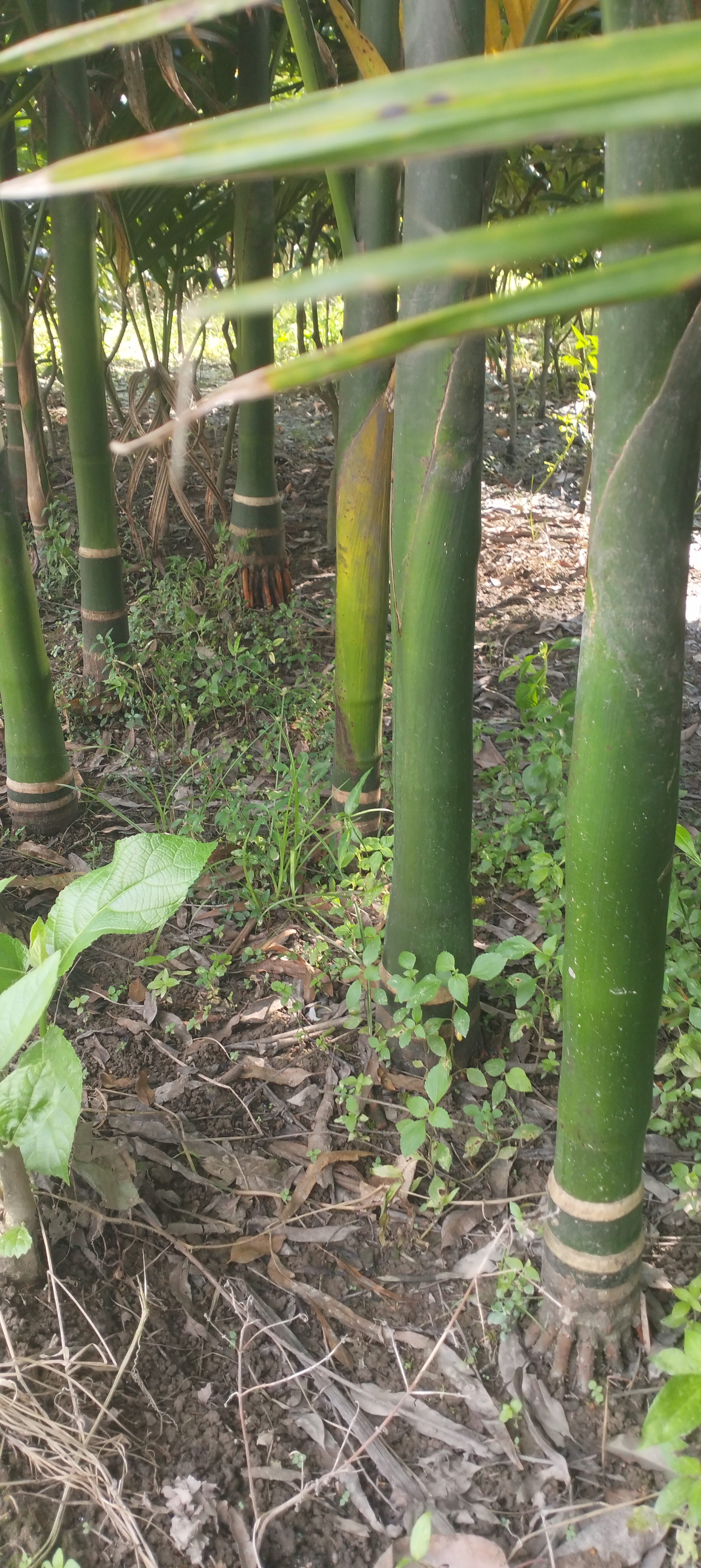 জাহাজী সুপারি 